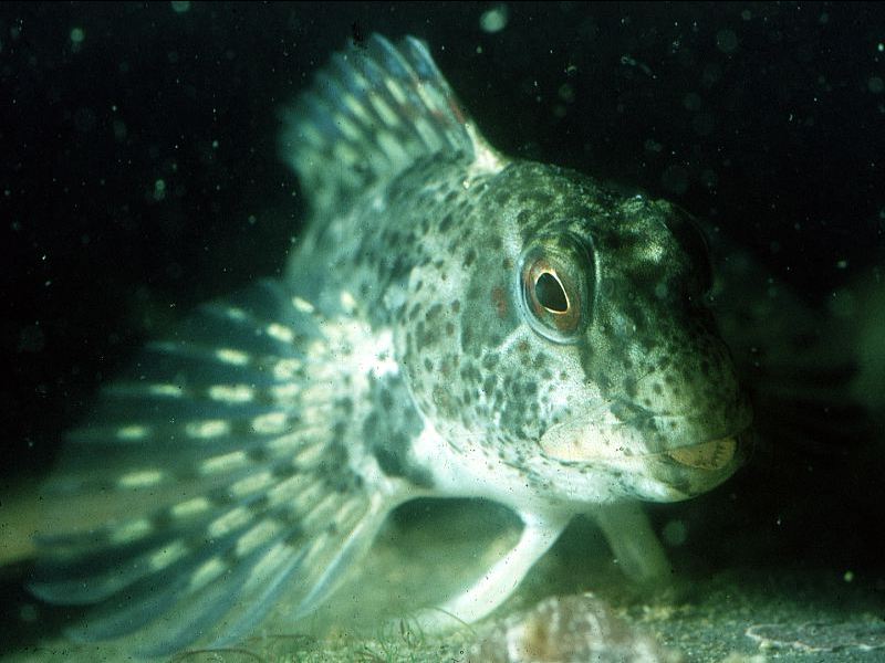 Lipophrys pholis